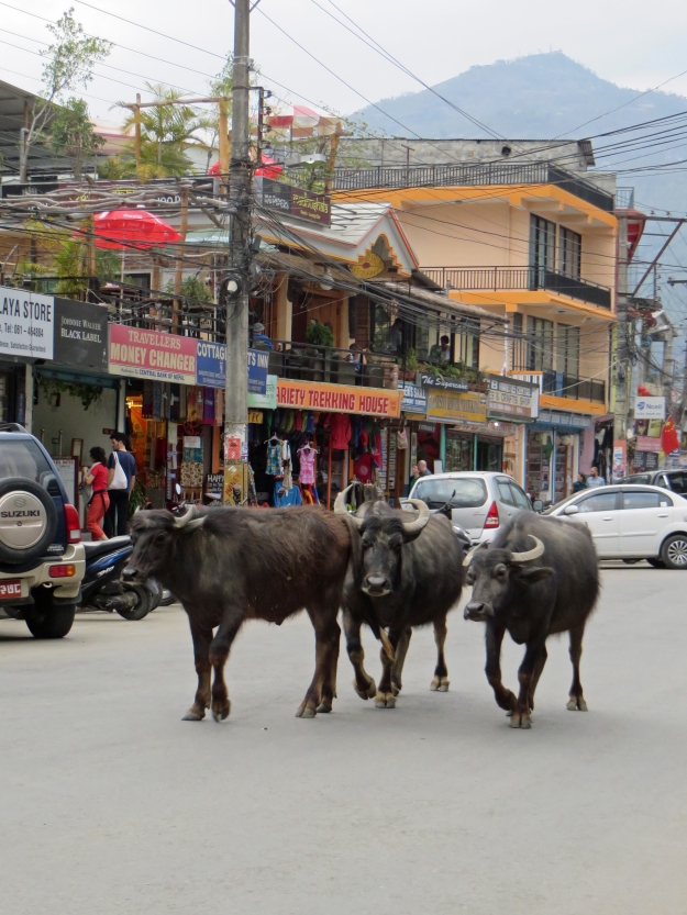 This trio of water buffalo walked down the middle of main street at the same time every day.  I assume they were heading to the lake for some R&R after a long day of plowing.