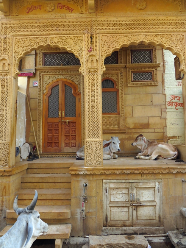 The cows in Jaisalmer were adept at climbing stairs.  We saw them hanging out on porches and other high places.