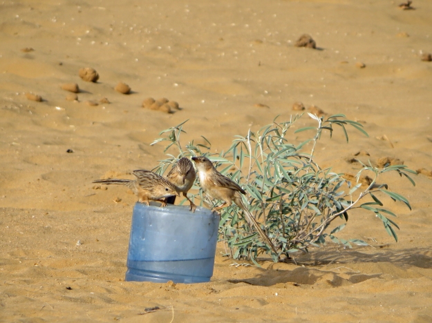 The first thing our guides did when they made camp was fill a container with water for the birds.