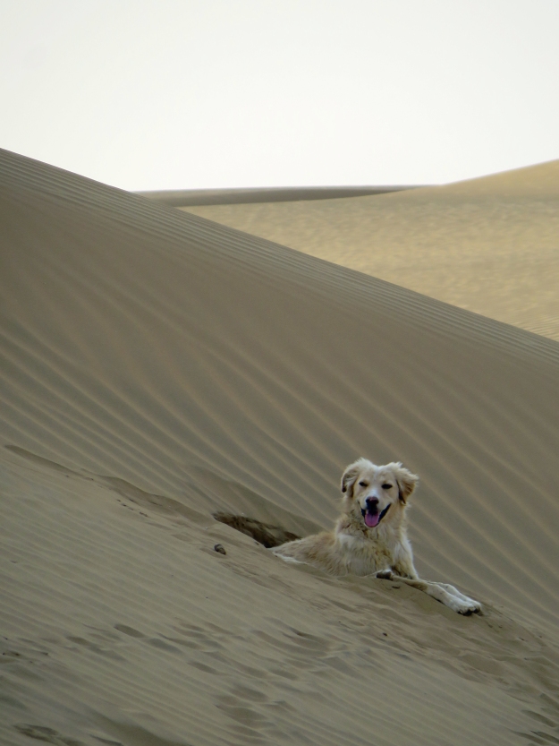 We fell in love with this happy, self-reliant desert dog.  He spent some time with us, then buried himself in the sand up to his armpits for a nap.