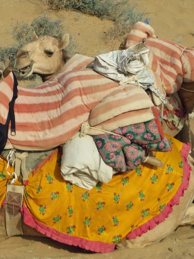 The camels were draped with padding and adorned with cloths.  I call this photo, "Does this skirt make me look fat?"