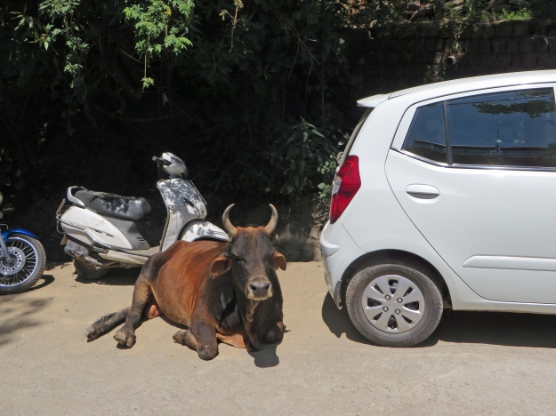 This cow is quite adept at parallel parking, wouldn't you say?