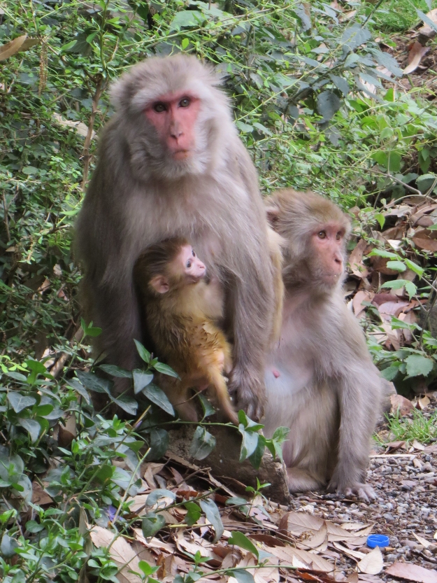 This monkey family was foraging in the trash one morning when I walked back from a meditation at the Tushita Center.