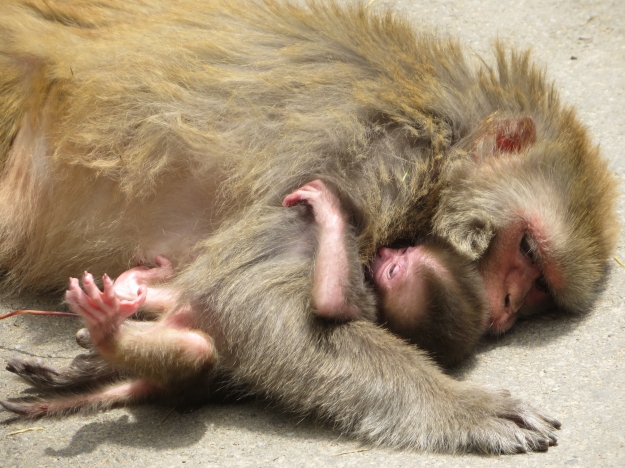 mother hugging baby monkey